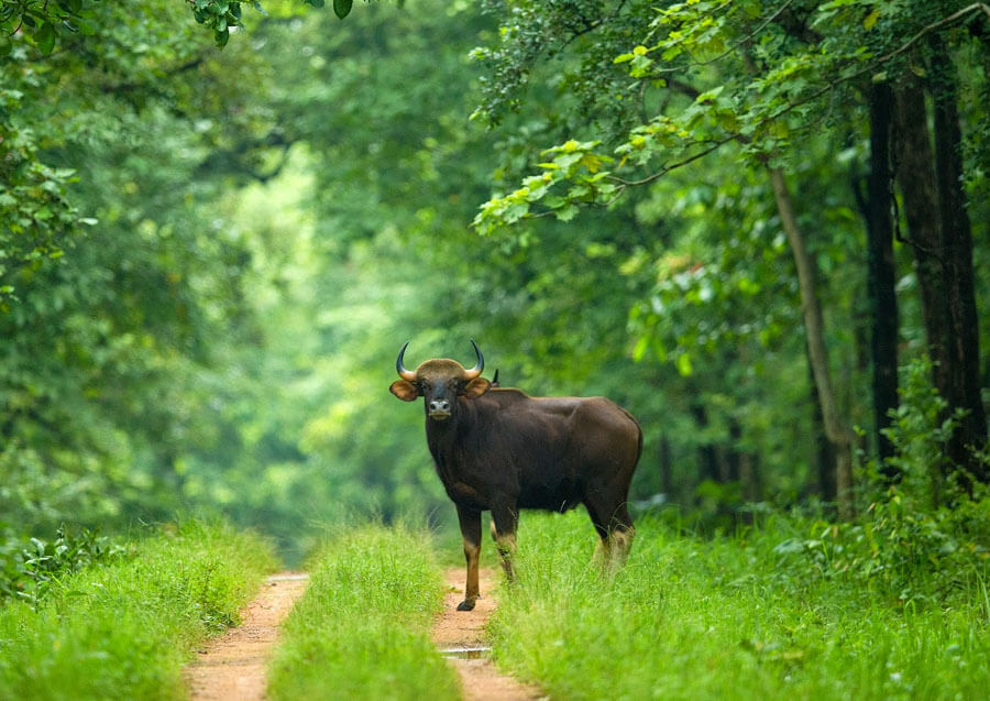 Barnawapara Wildlife Sanctuary – Chhattisgarh